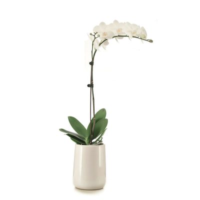 White Phalaenopsis orchid plant