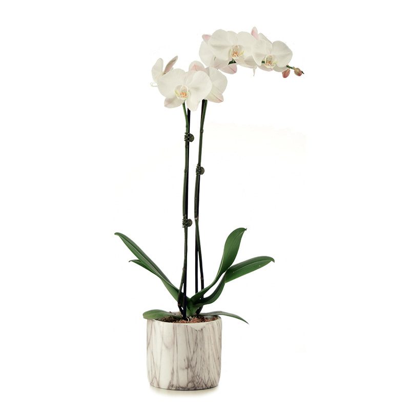 White Phalaenopsis orchid plant