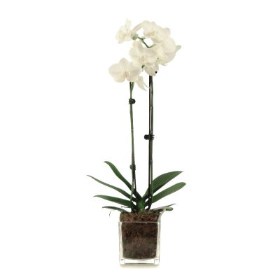 White Phalaenopsis orchid plant