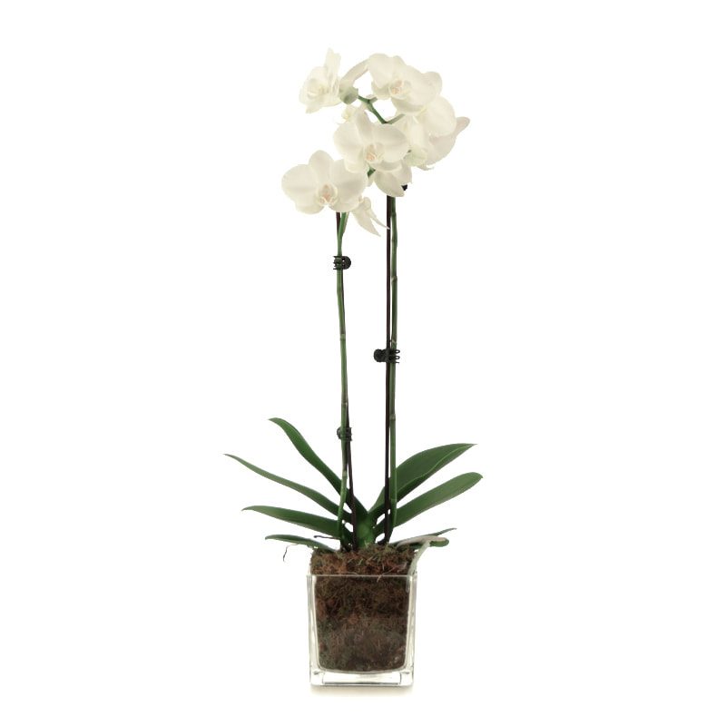 White Phalaenopsis orchid plant